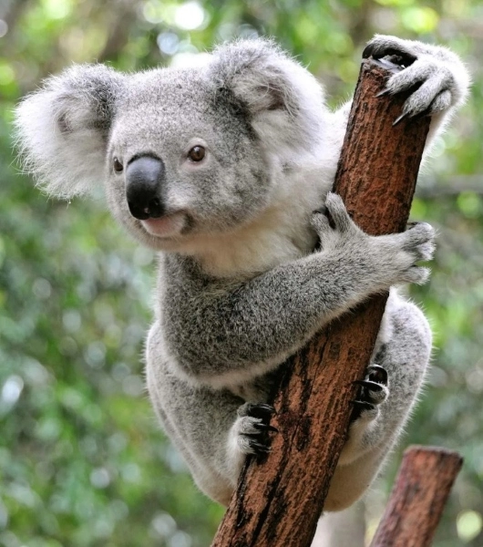 Post-Your-Coins-Featuring-Marsupials