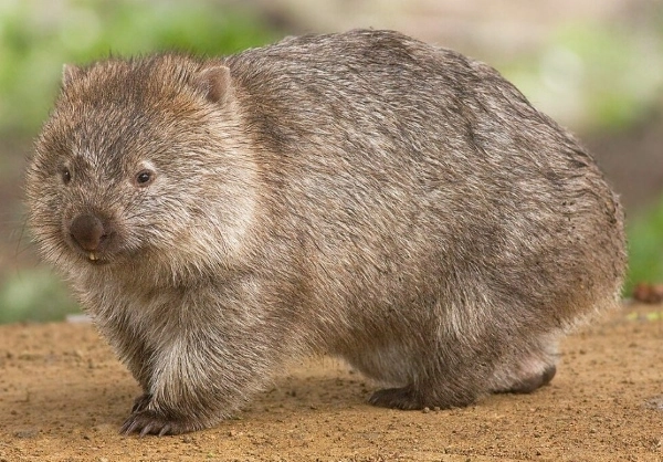 Post-Your-Coins-Featuring-Marsupials