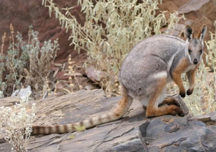 Post-Your-Coins-Featuring-Marsupials