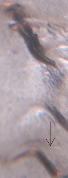 1990-P-Lincoln-Memorial-Cent-Doubled-Eye?