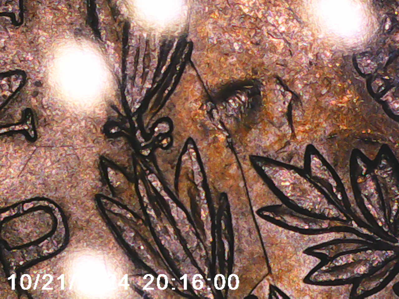 1891-O-Morgan-Silver-Dollar---VAM-1A2-Or-1A3?