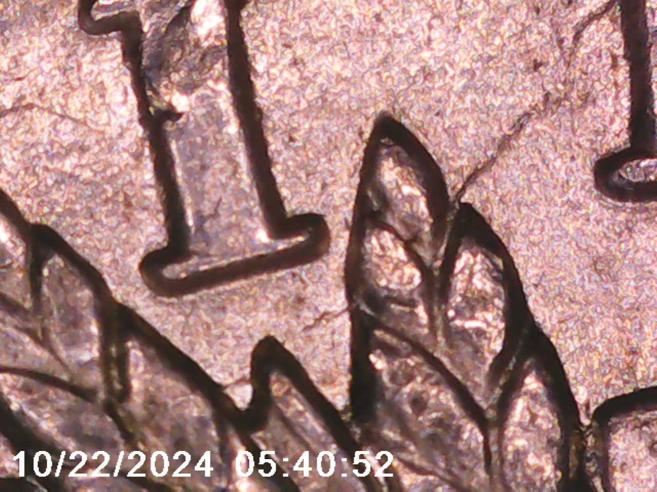1891-O-Morgan-Silver-Dollar---VAM-1A2-Or-1A3?