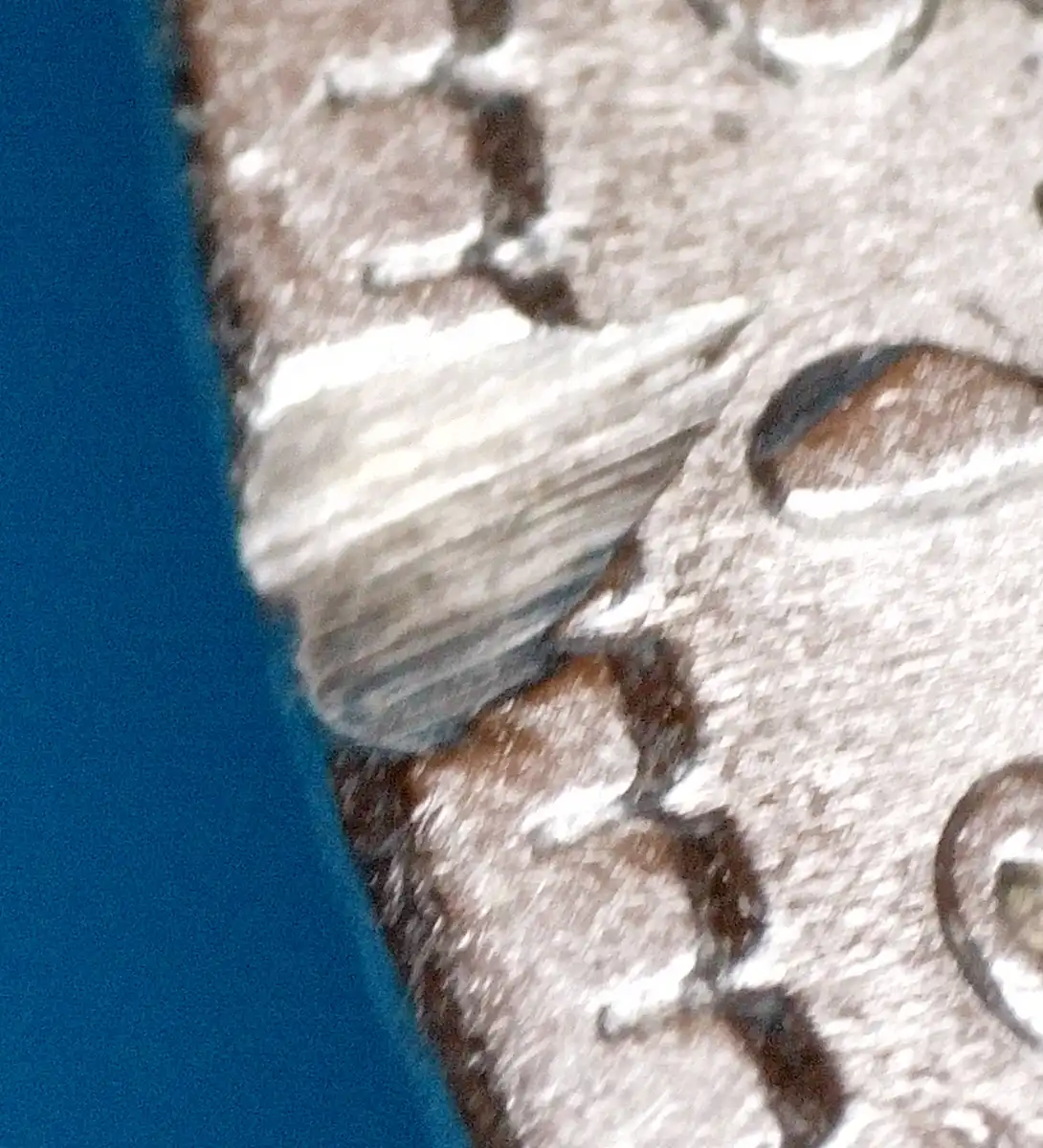 1879-CC-Morgan-Dollar-Planchet-Flaw,-Lamination-Error?