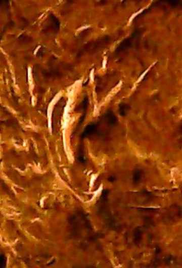 1988-WDDO-009-Found-In-My-Coin-Collection!