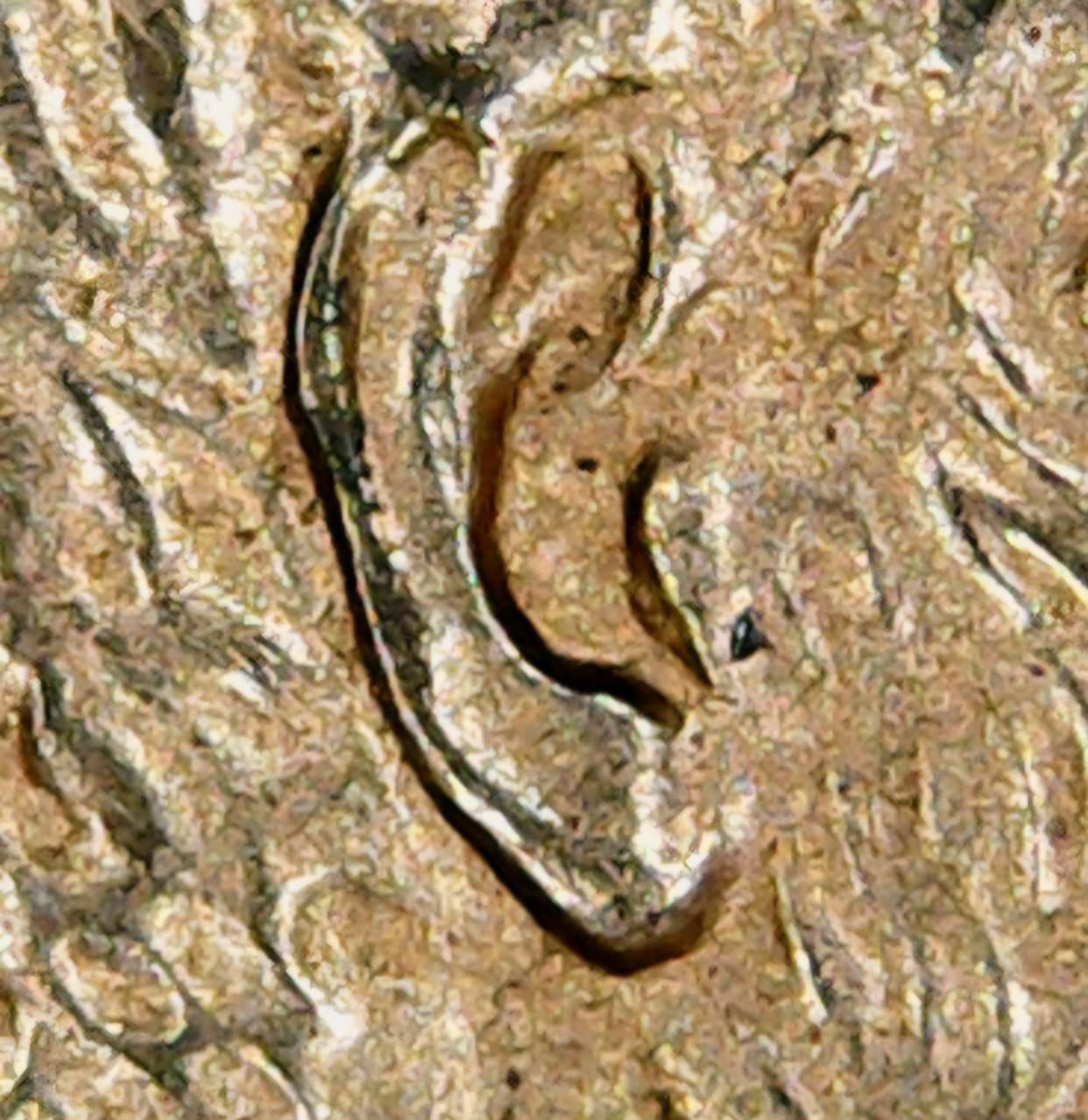 1998-Double-Ear-Lincoln-Memorial-Cent