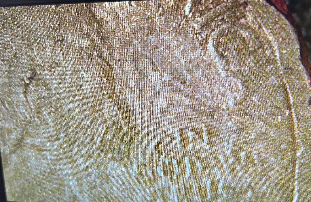 2019-W-American-Memorial-Park-Quarter-Triple-Or-Quad-Struck?