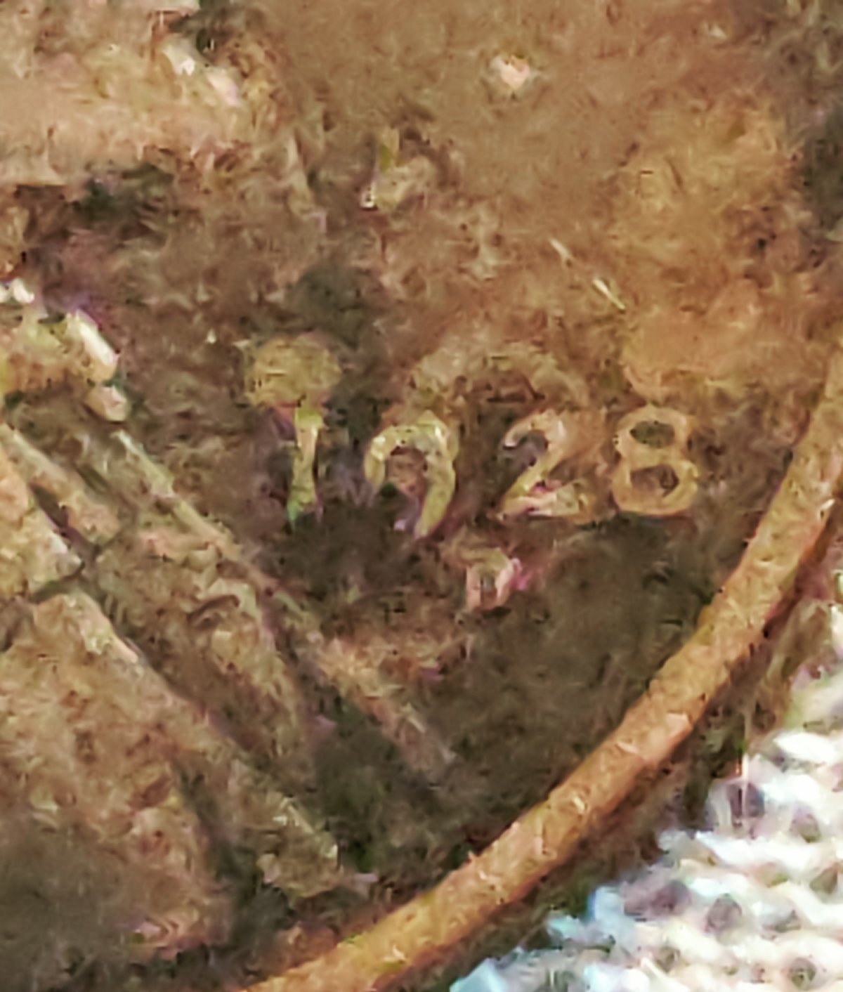 1928-Wheat-Penny-Possibly-RPM