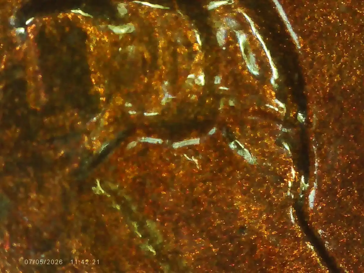 1955-S-Wheat-Cent-Suspected-RPMm-And-Double-Die-Errors-Trying-To-Confirm-And-Identify-Errors