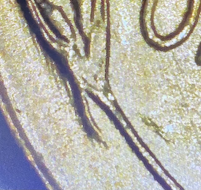 1957-D-Wheat-Penny-DDR-Error?