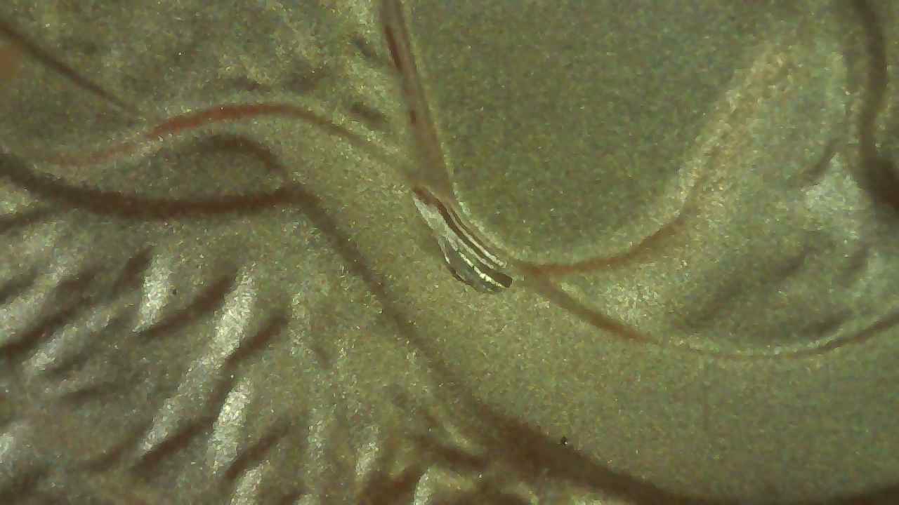 2010-Silver-Eagle-Early-Release-->-Gouge-On-REV-By-Right-Shoulder