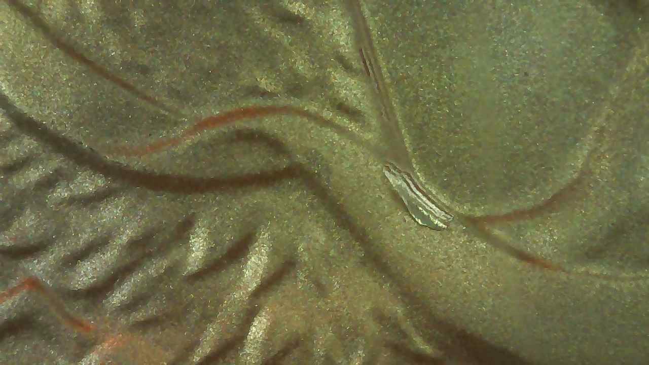 2010-Silver-Eagle-Early-Release-->-Gouge-On-REV-By-Right-Shoulder