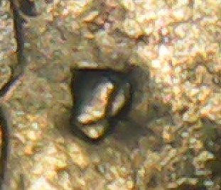 1981-P-Quarter,-Filled-P?