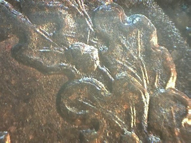 1891-Indian-Head-Cent--DDR-?