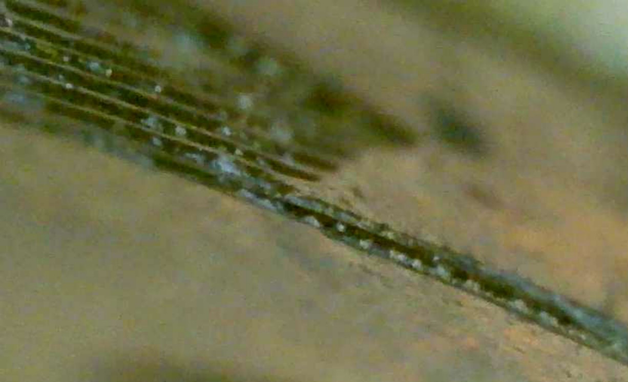 1945-DDR-Penny-Extra-Wheat-Stalks?