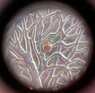 What-Is-This-Raised-Spot-Of-Copper-On-Tree?-1999-Connecticut-Quarter