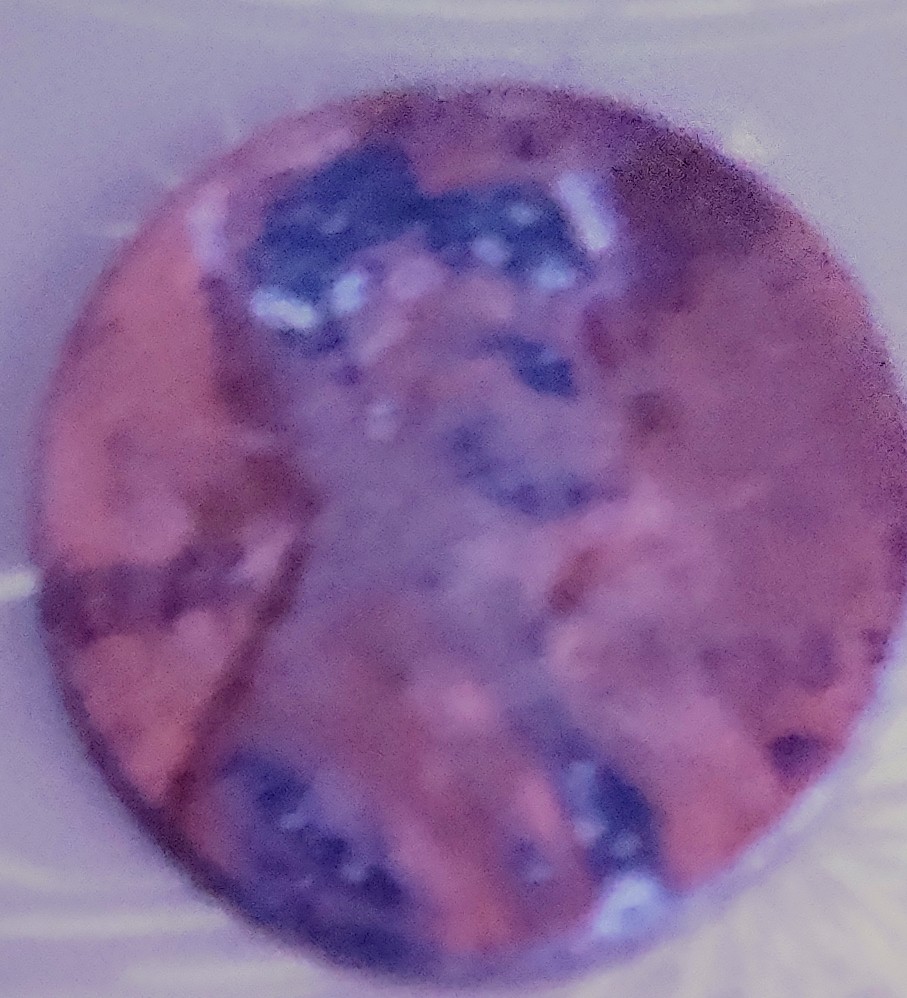 I-Have-A-Very-Strange-1983-D-Penny