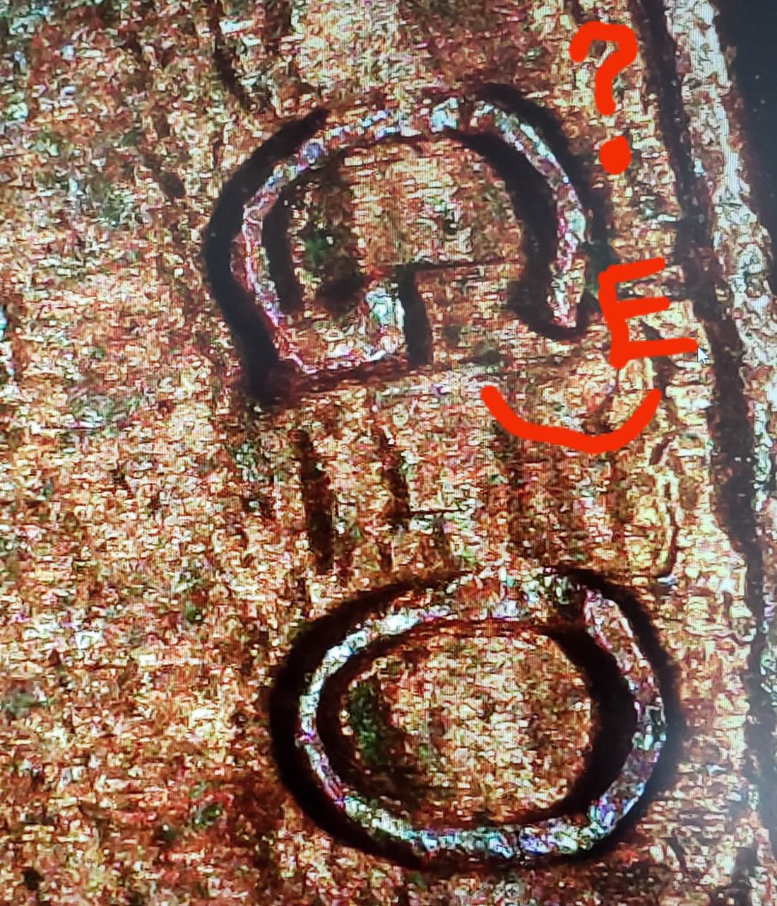 Feedback-On-Possible-1987-D-Penny-Error