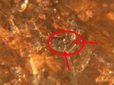 1983-D-Over-D-Possible-Double-DenominationalHeat-Damage-Outside-Of-Mint