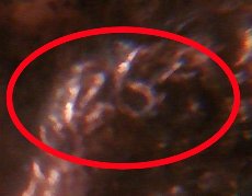 1983-D-Over-D-Possible-Double-DenominationalHeat-Damage-Outside-Of-Mint