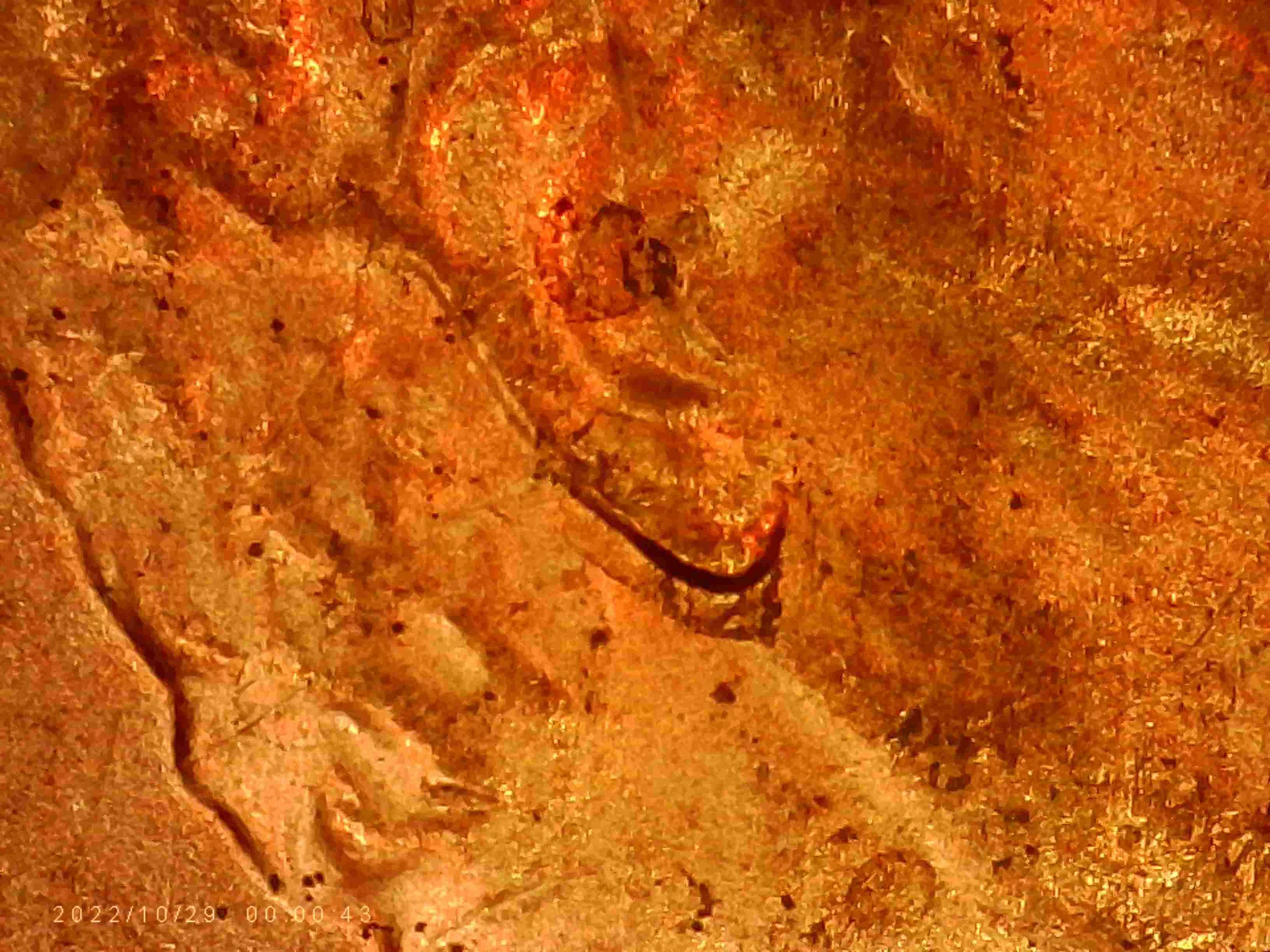 2020-LSC-Are-These--Considered--Double-Ear-Lobe?-Thanks-Bentpenny