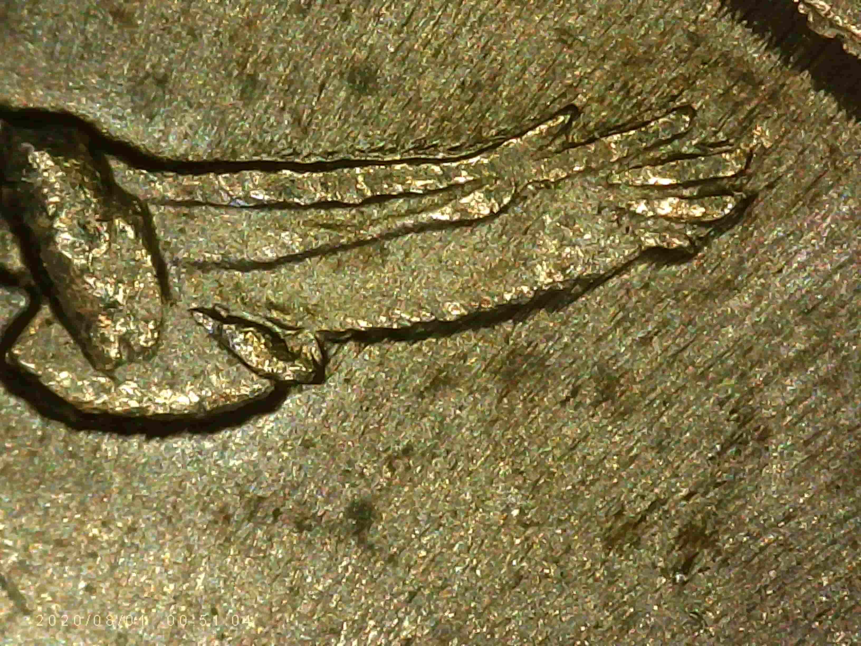 2016-P-Shawnee-Quarter---Possible-DDR?