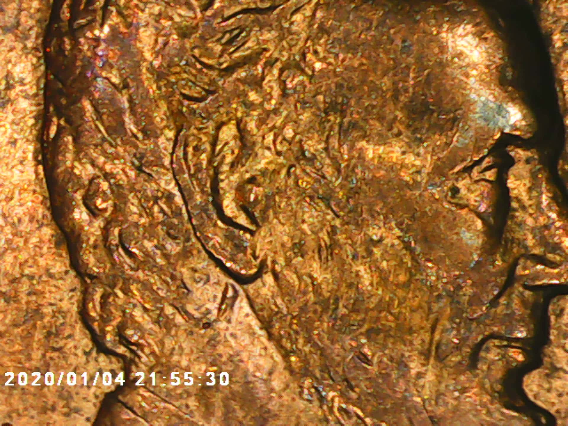 1994-D-Penny---PMD-Below-The-Ear?