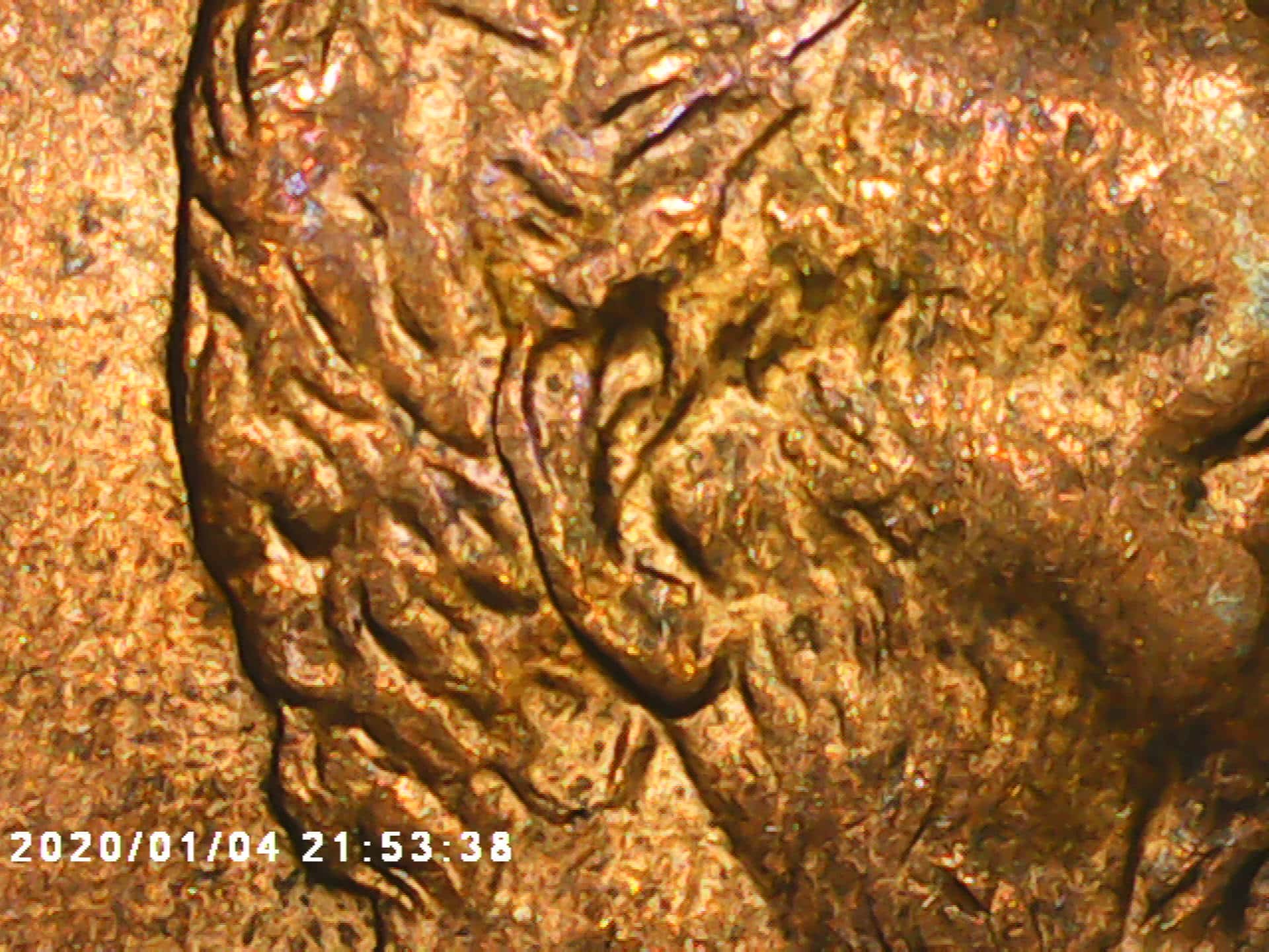 1994-D-Penny---PMD-Below-The-Ear?
