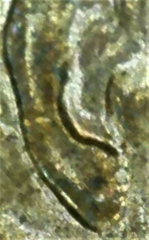 1997-Double-Ear-Cent?