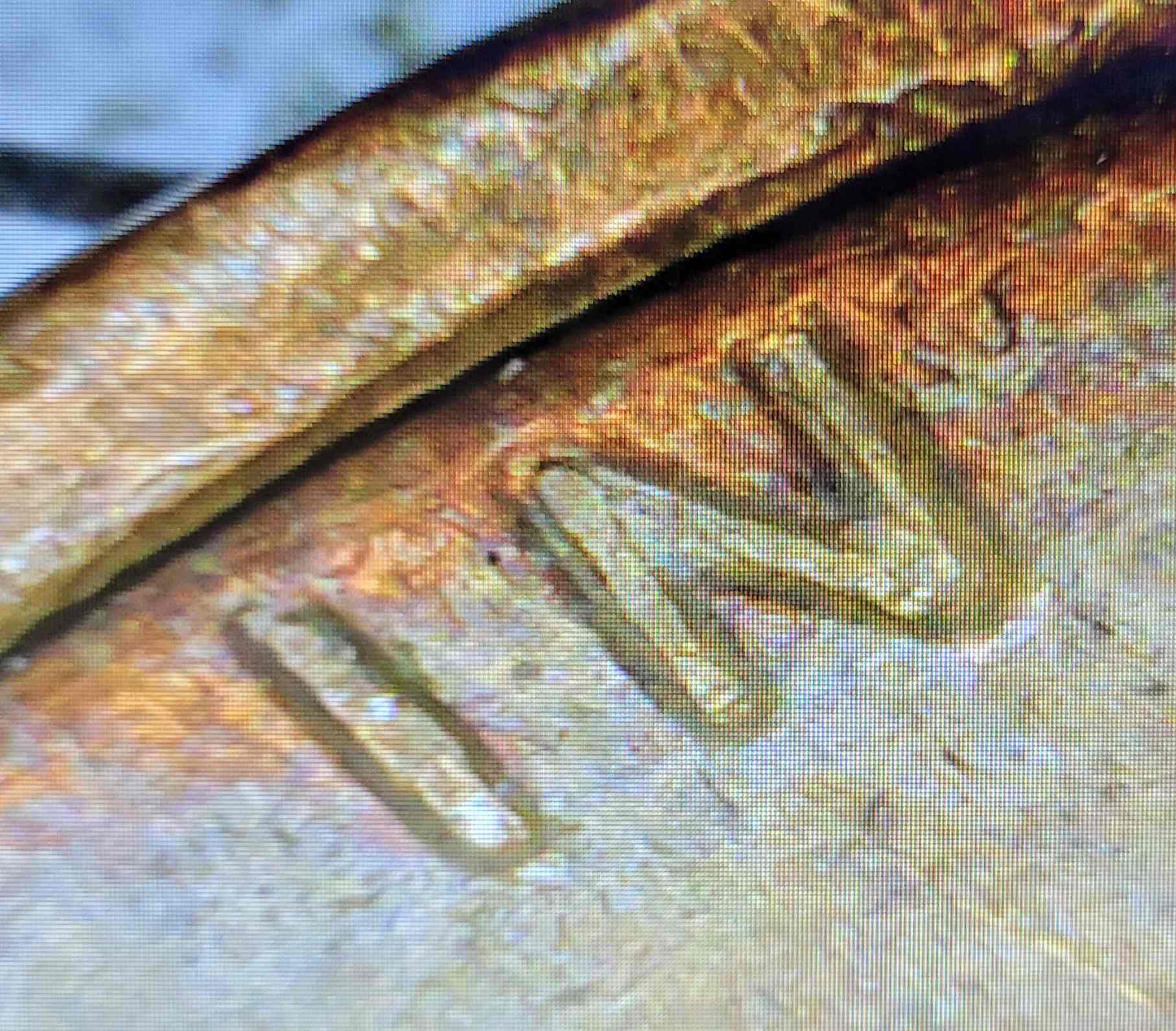 1972-Penny-Possible-DDO-Visible-On-