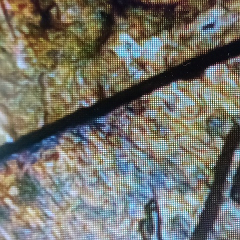 1984-Lincoln-Cent-Possible-Die-Cracks