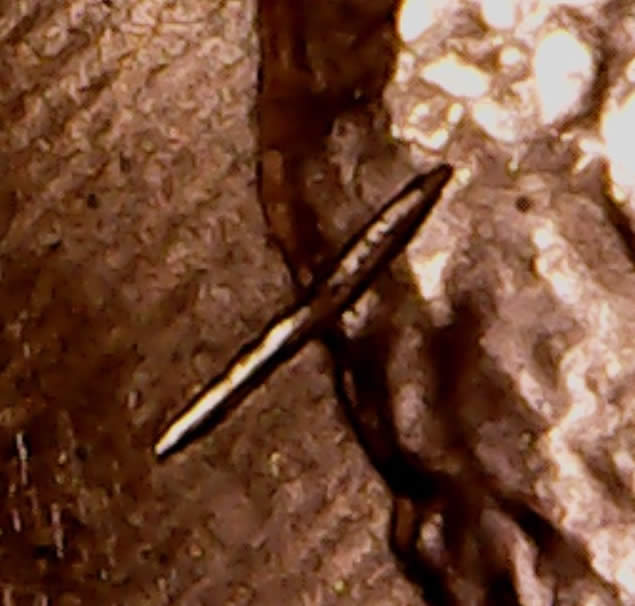 2011-LSC-Struck-Through-Or-PMD