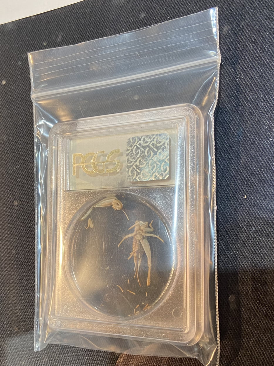 How-Much-Will-This-PCGS-Slab-Sell-For-At-Great-Collections?