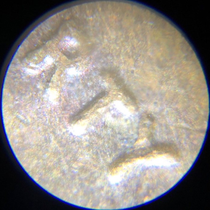 Bird-Man-Lincoln?-1982-Copper-Large-Date