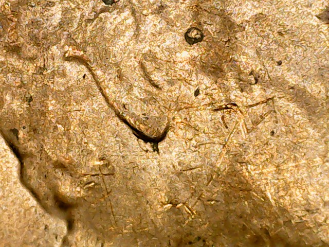 2015-Lincoln-D-Shield-Double-Ear-DDO