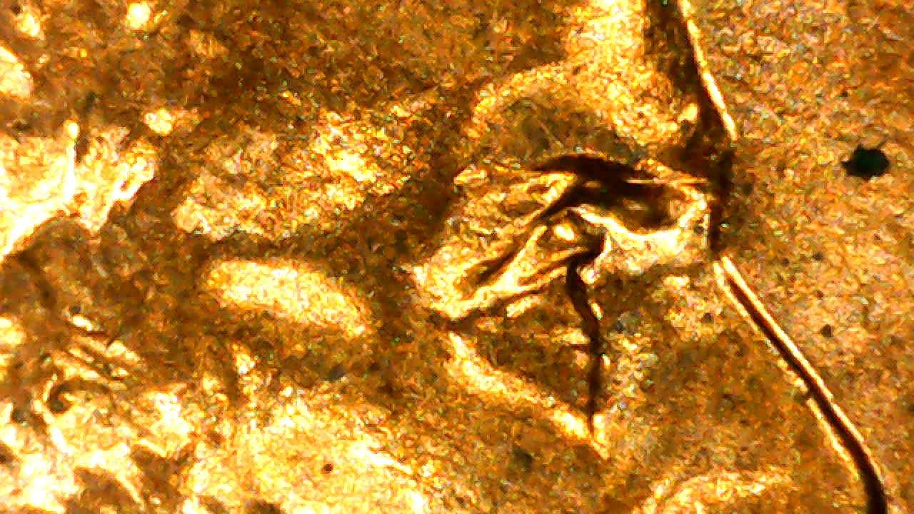 DD,-MD-Or-Nothing?-2007-Lincoln-Mem.-D-Cent