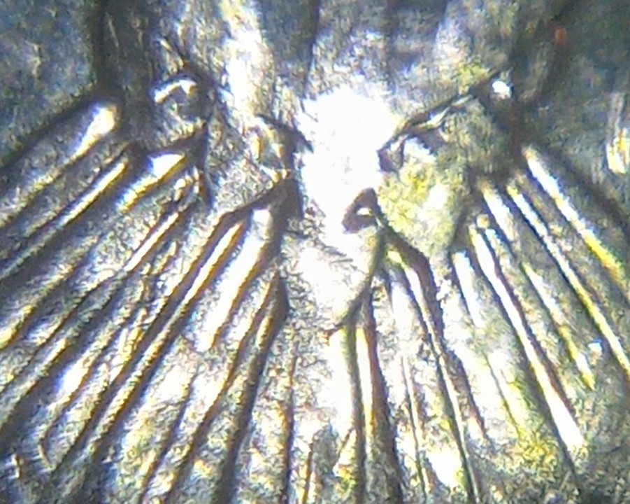 2019-D-Kennedy-Half-Dollar-Strike-Through?