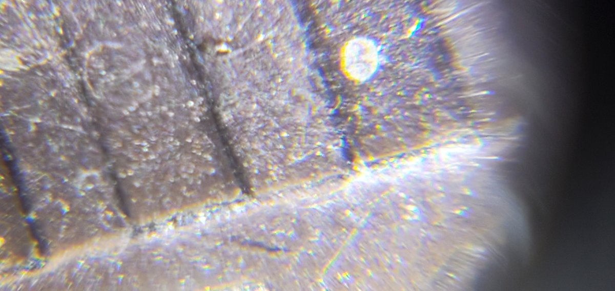2021-D-Lincoln-Shield-Cent-Possible-DDR?