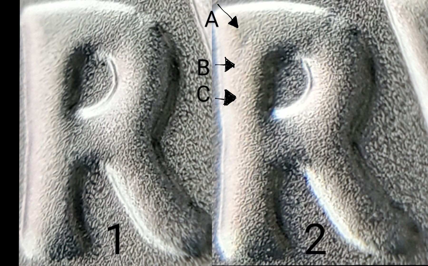 2021-Peace-Dollar-Question