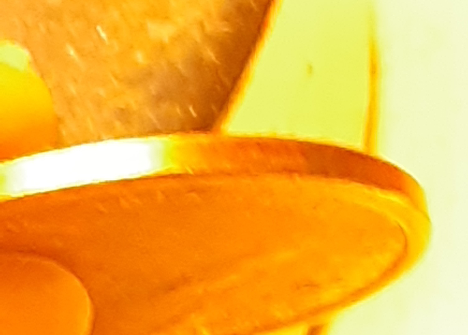 2000-P-Sacagawea-Dollar-With-Smooth-Edge-Rare?