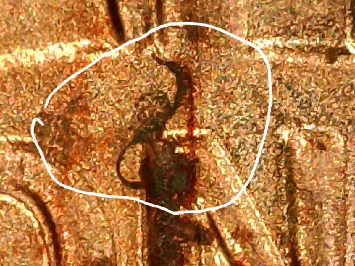 2020-D-1c-Shield-Not-Sure-?