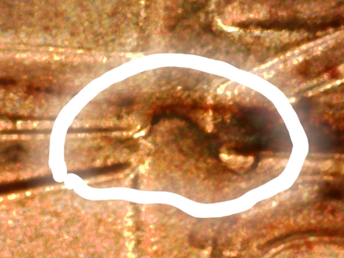 2020-D-1c-Shield-Not-Sure-?