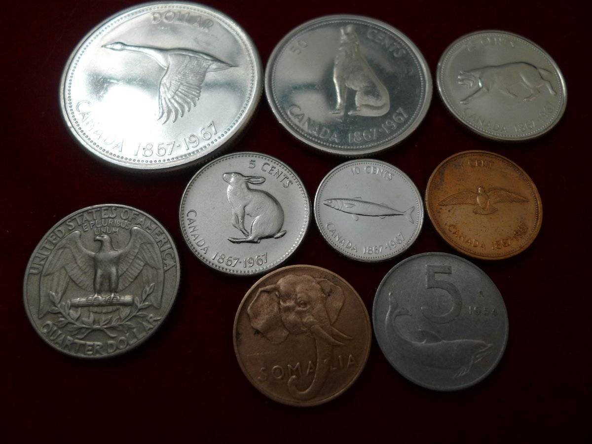 Post-Your-Coins-Representing-The-Animal-Kingdom.