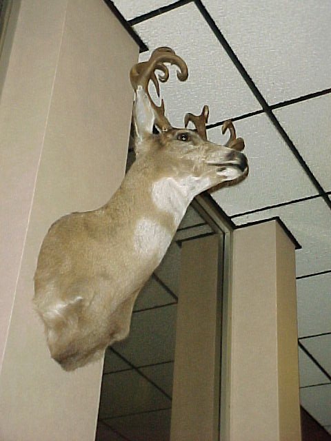 Deer,-OH-Deer,-OH-Deer!