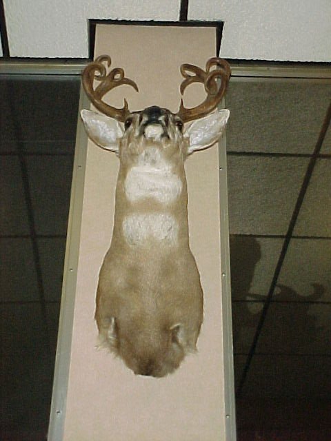 Deer,-OH-Deer,-OH-Deer!