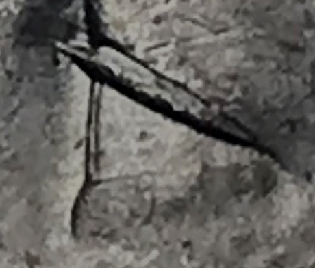 1887-P-Morgan-Alligator-Eye?