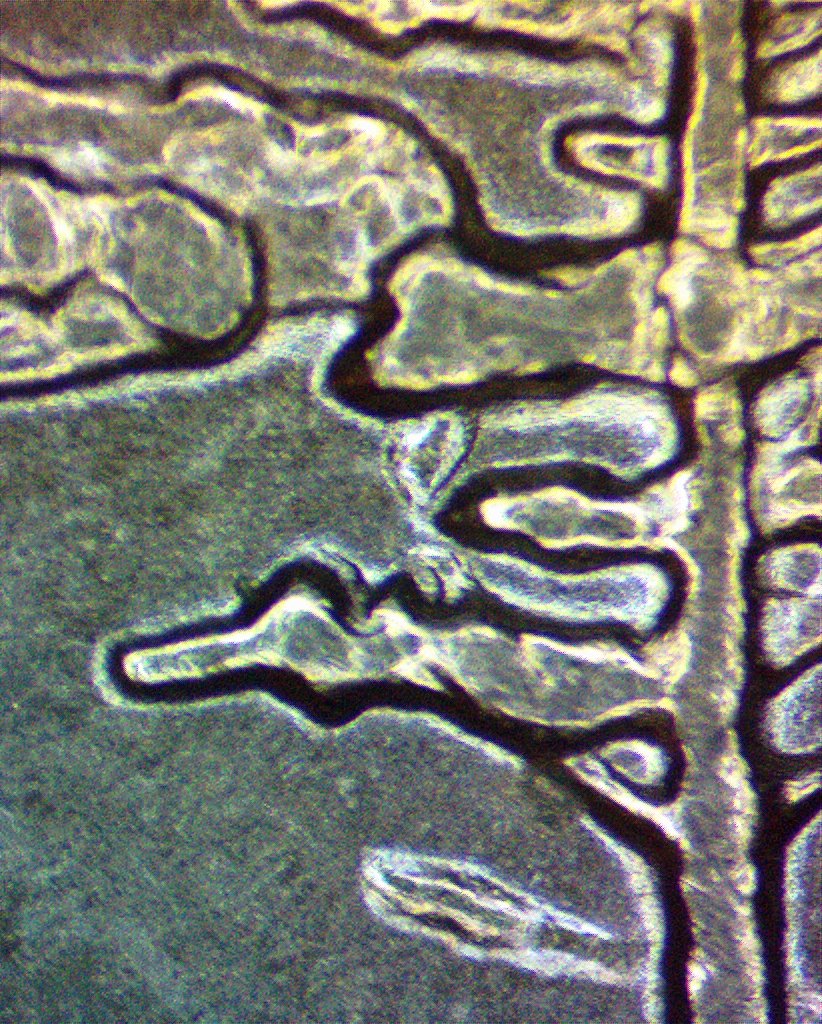 2005-D-5c-Oiv-DDR-001,-1-R-VIII-?