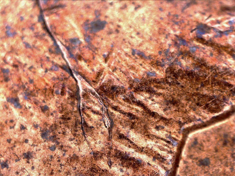 Update-On-Microscopes-Of-Mine-Found-A-Great-One
