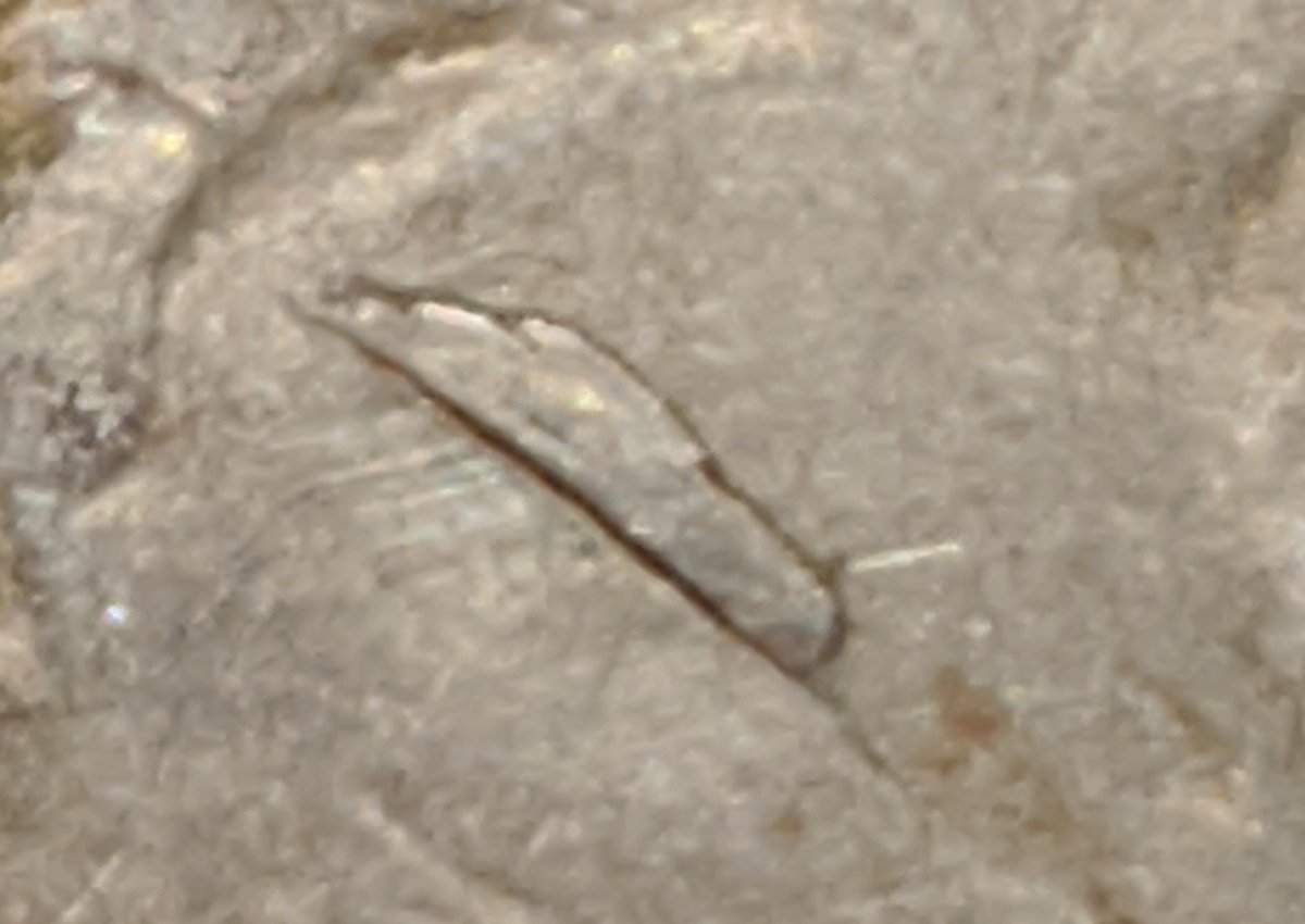 1925-Buffalo-Nickel-Possible-Error