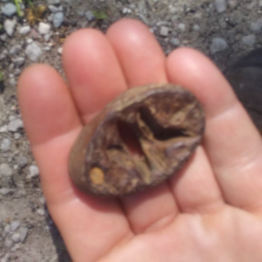 Is-This-A-Seal?-Found-By-Creek-Bed-In-Thompsonville-Illinois-Its-Not-Magnet