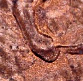 1992-Lincoln-Cent-Doubled-Ear?